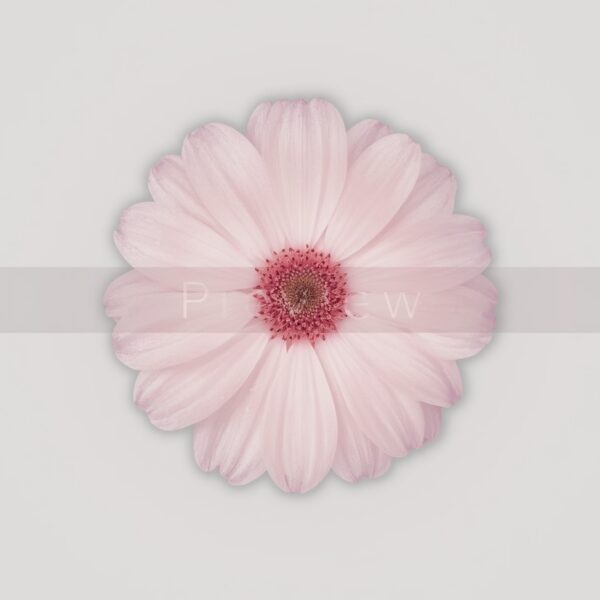 Eternal Blossom - Image 2