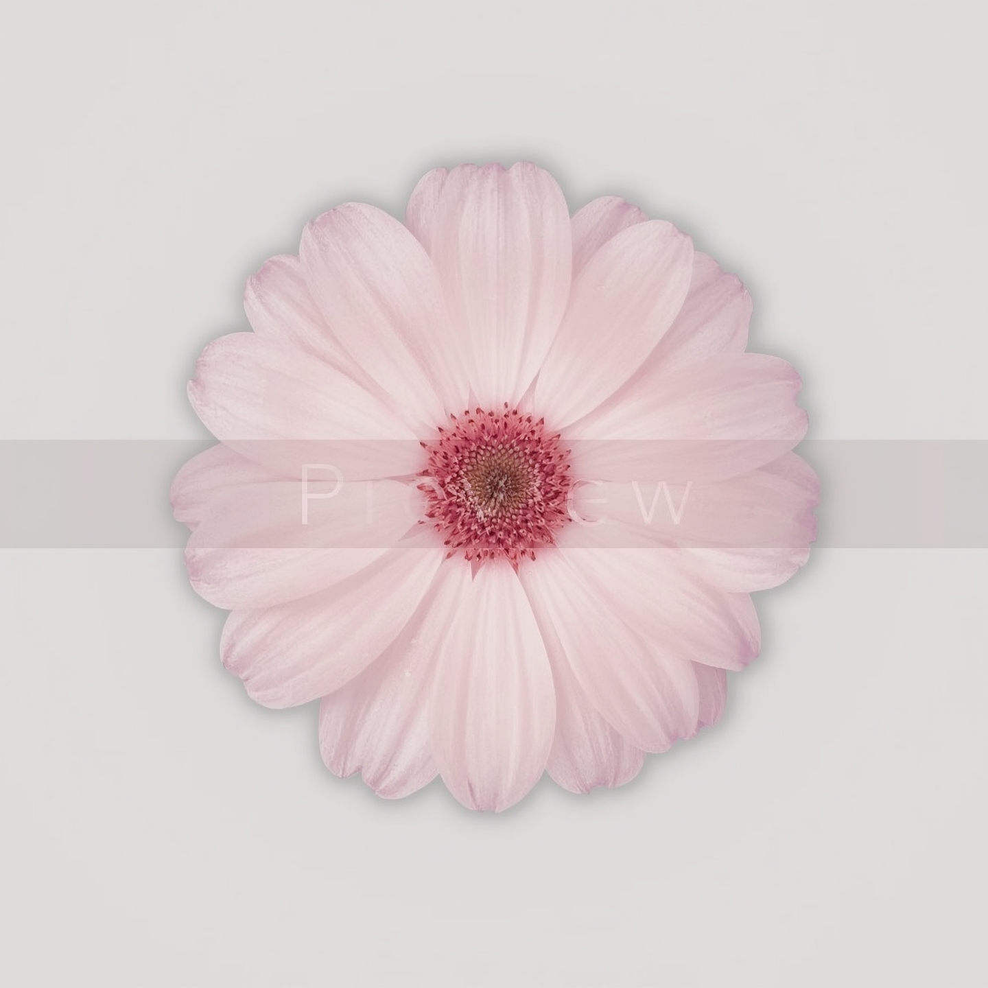 Eternal Blossom - Image 2